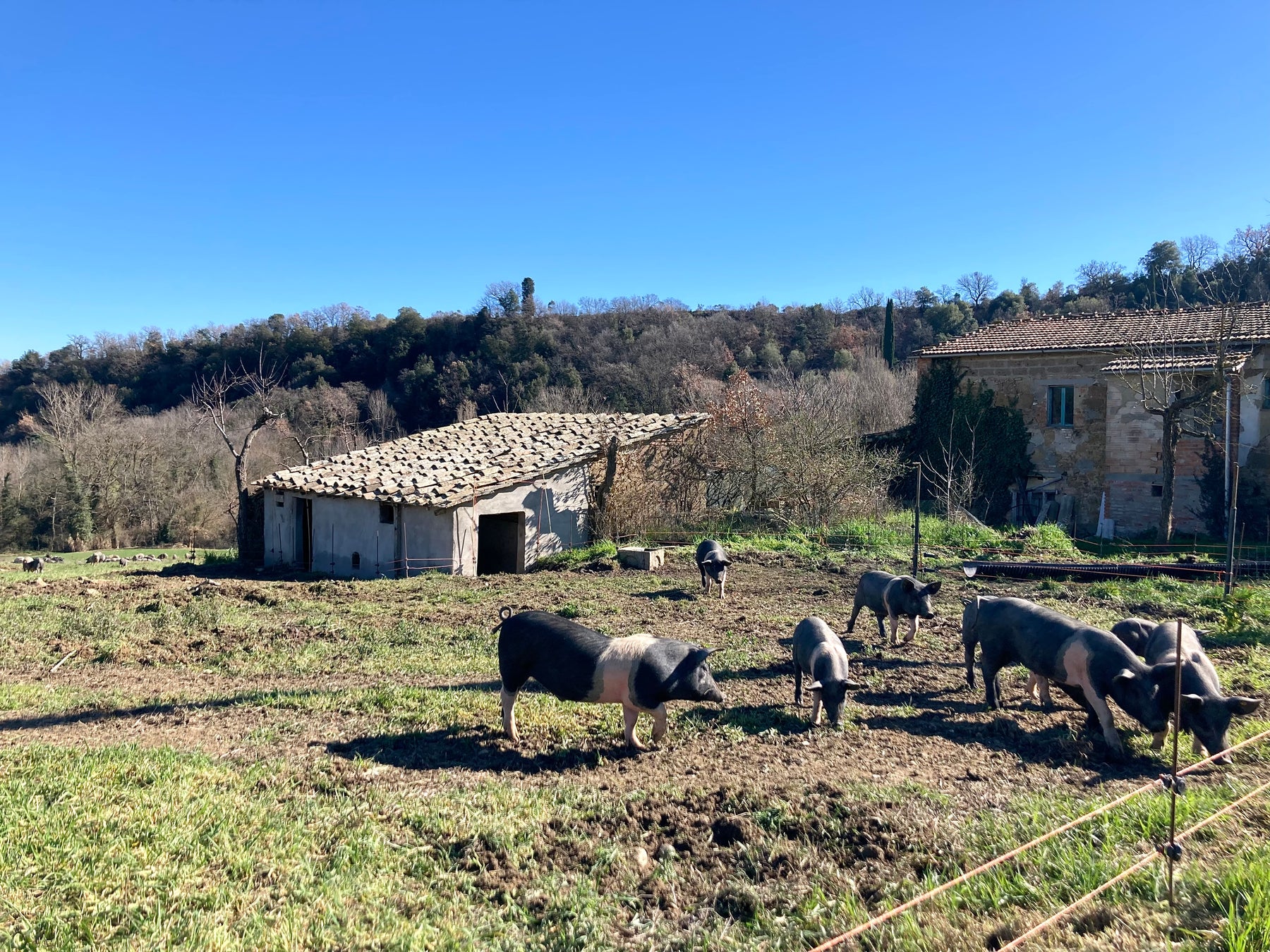 Pancetta from Southern Tuscany