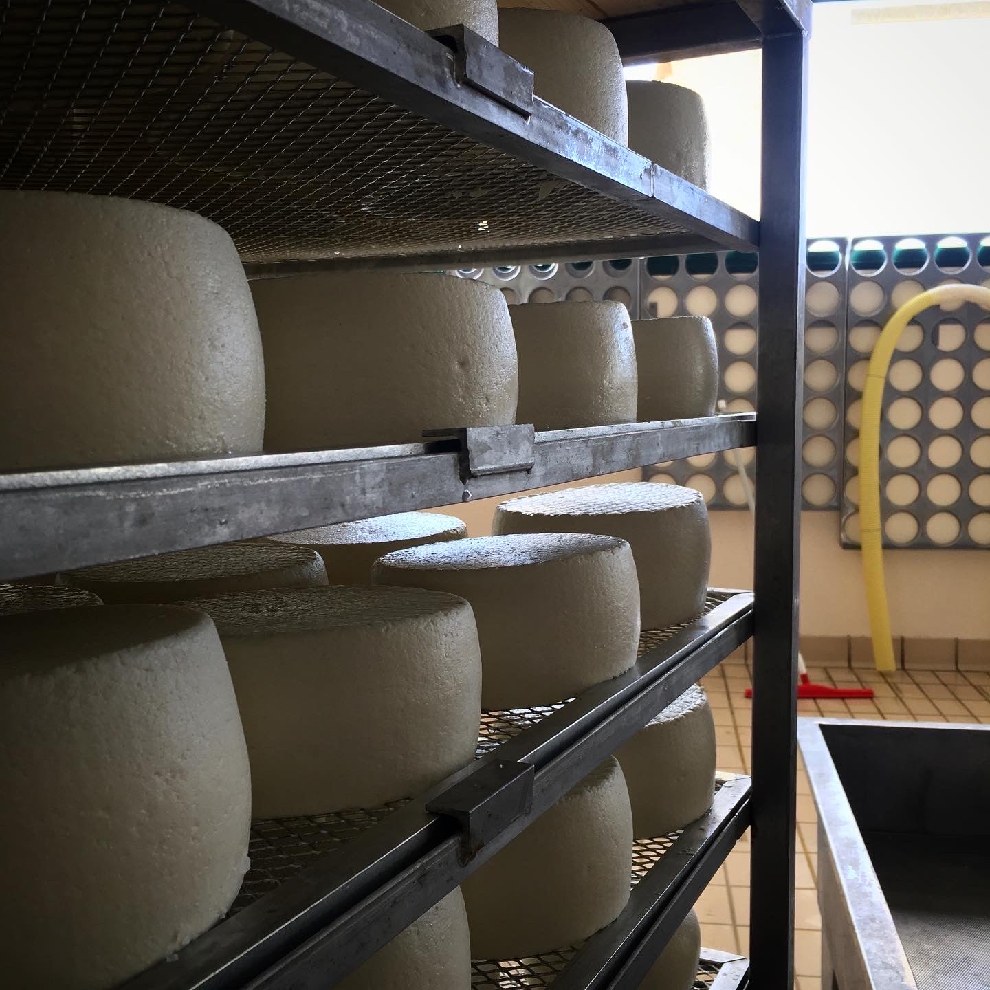 Pecorino Semi Stagionato (3 sizes)