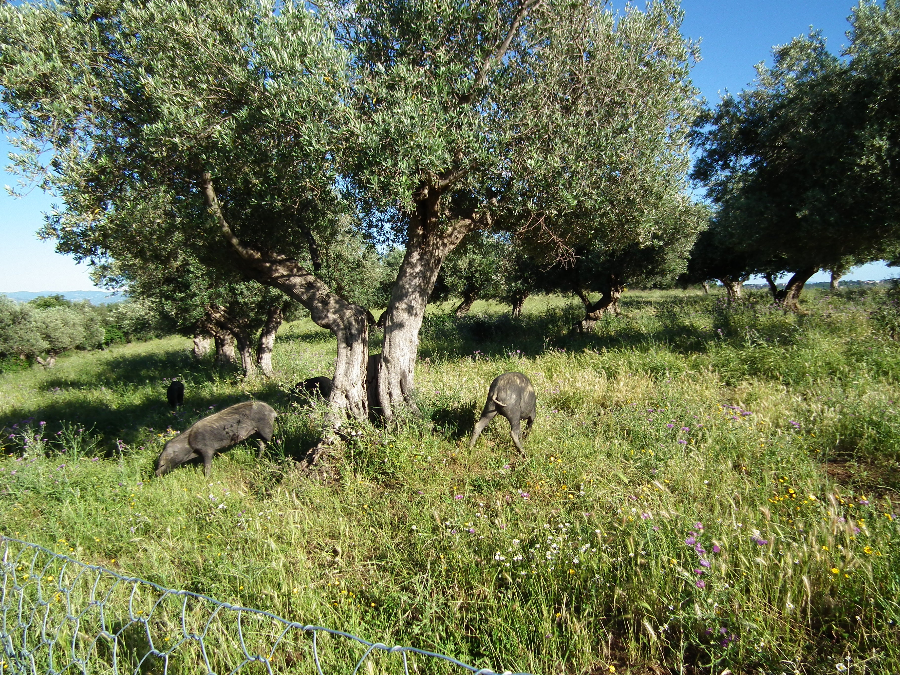 Nduja  (2 sizes)