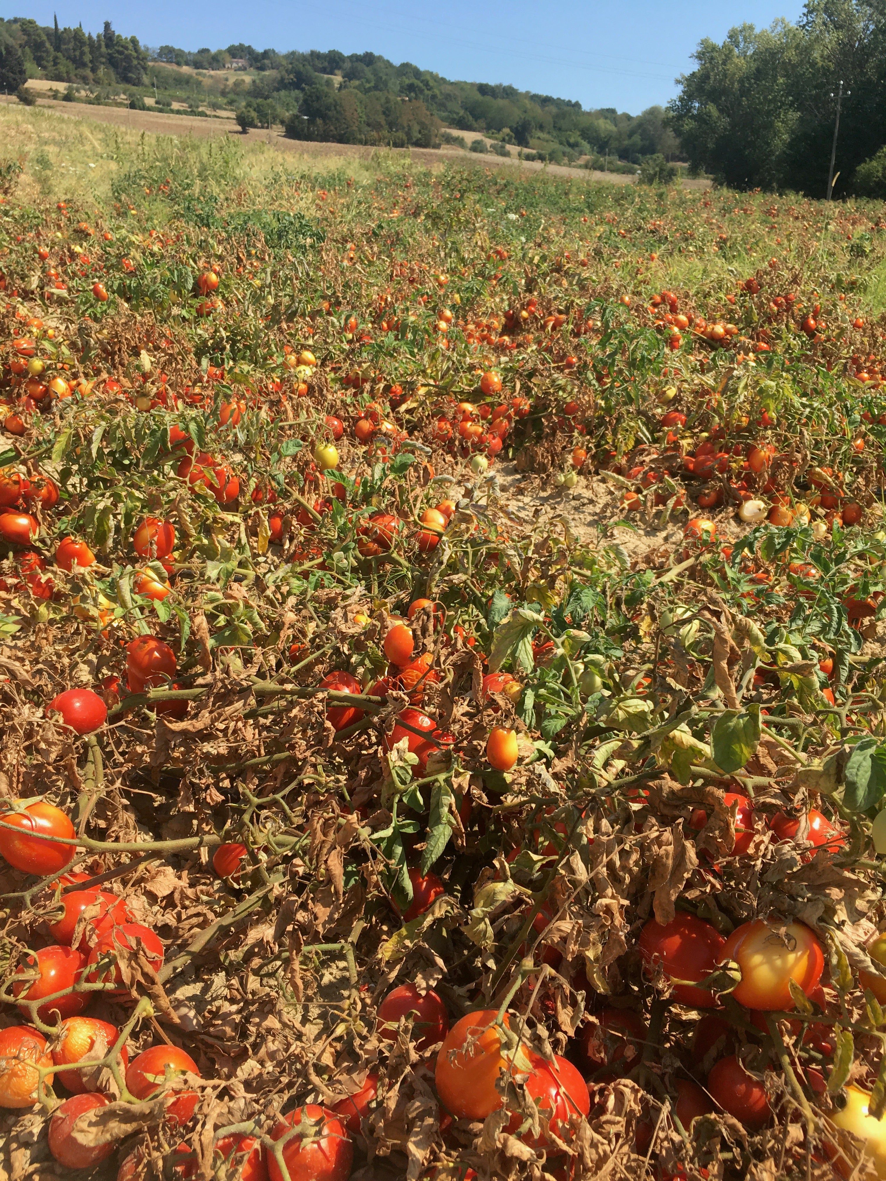 Tomato Passata With Whole Datterini Tomatoes 520g