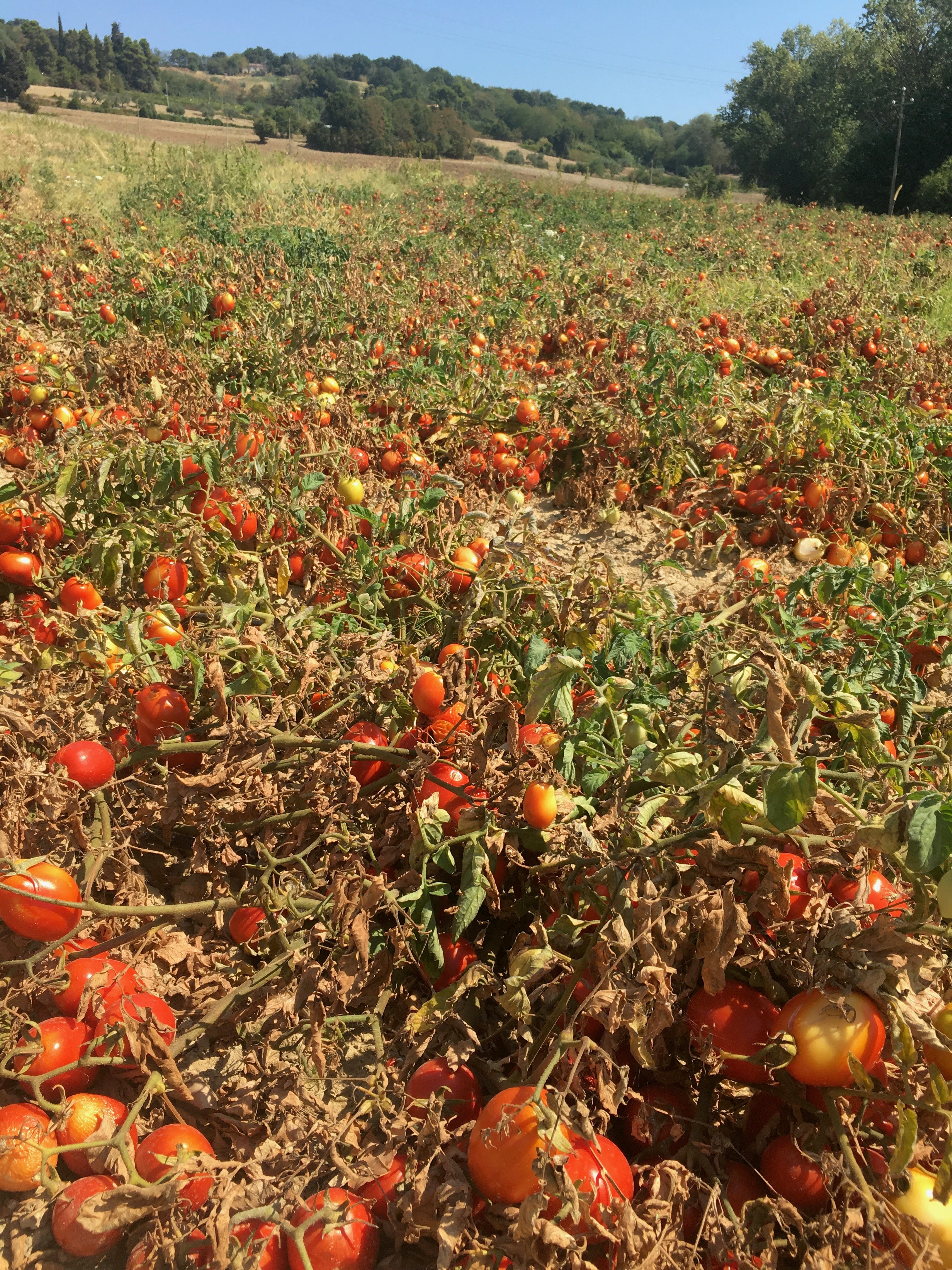 Tomato Passata With Whole Datterini Tomatoes 300g