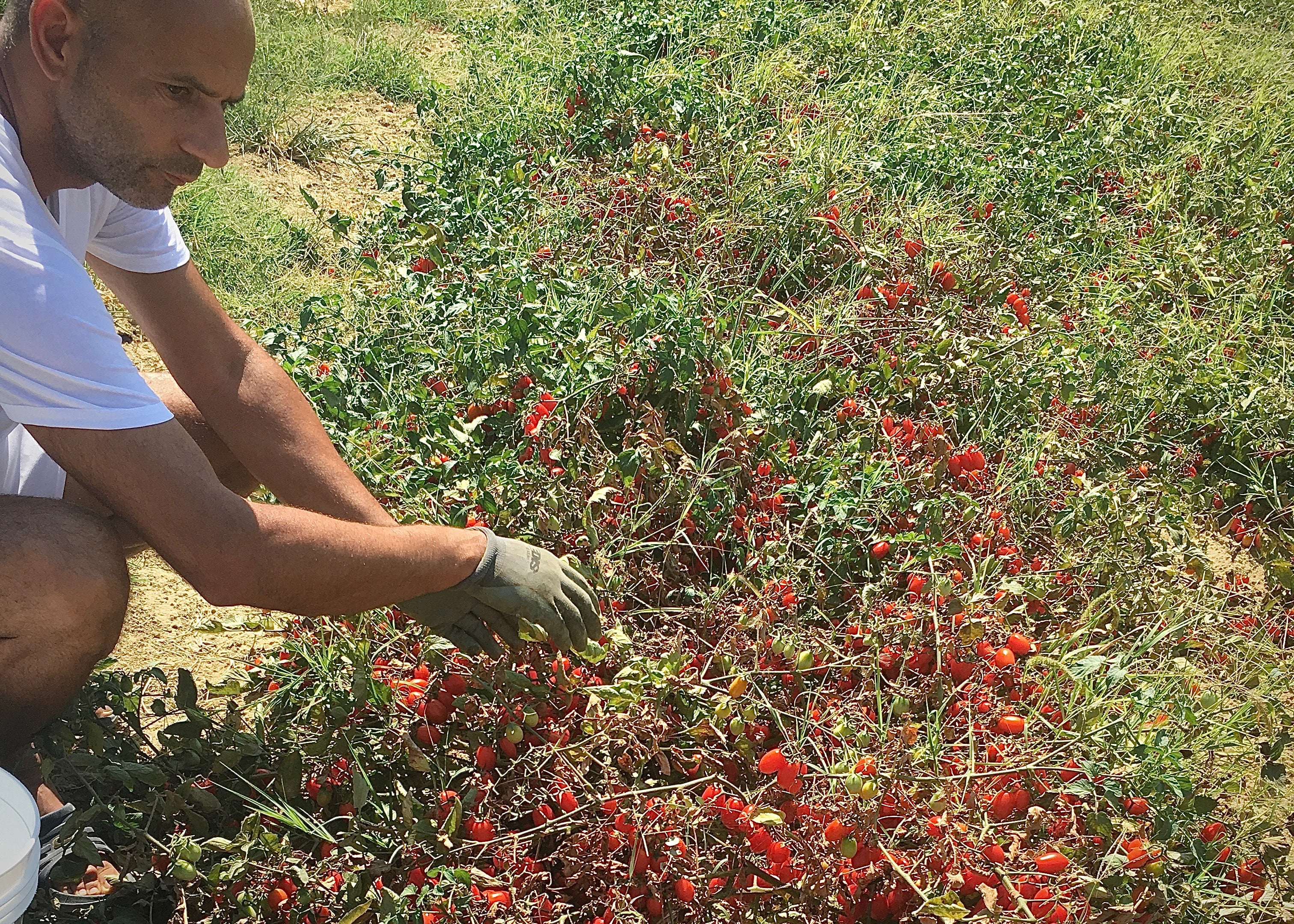 Organic Tomato Passata (700g)