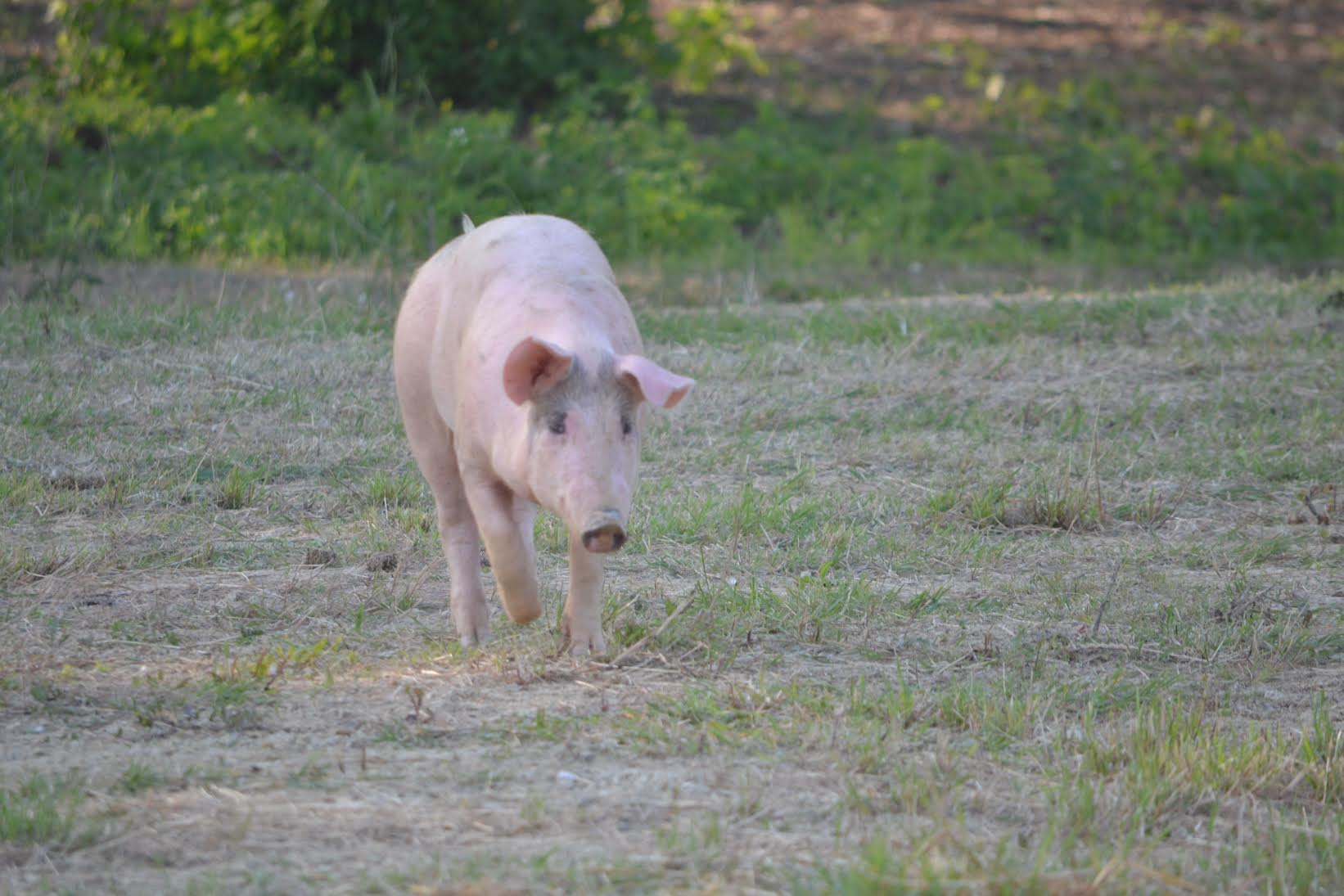 Truffle Salami (170g Minimum)