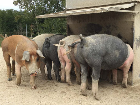 Salame della Rosa (2 sizes)