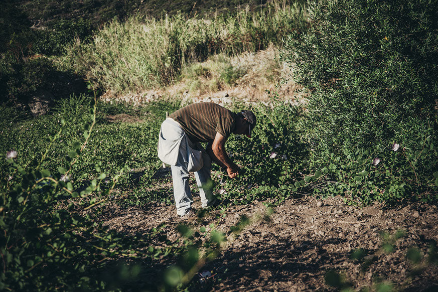 Large Salina Capers in Salt (250g)
