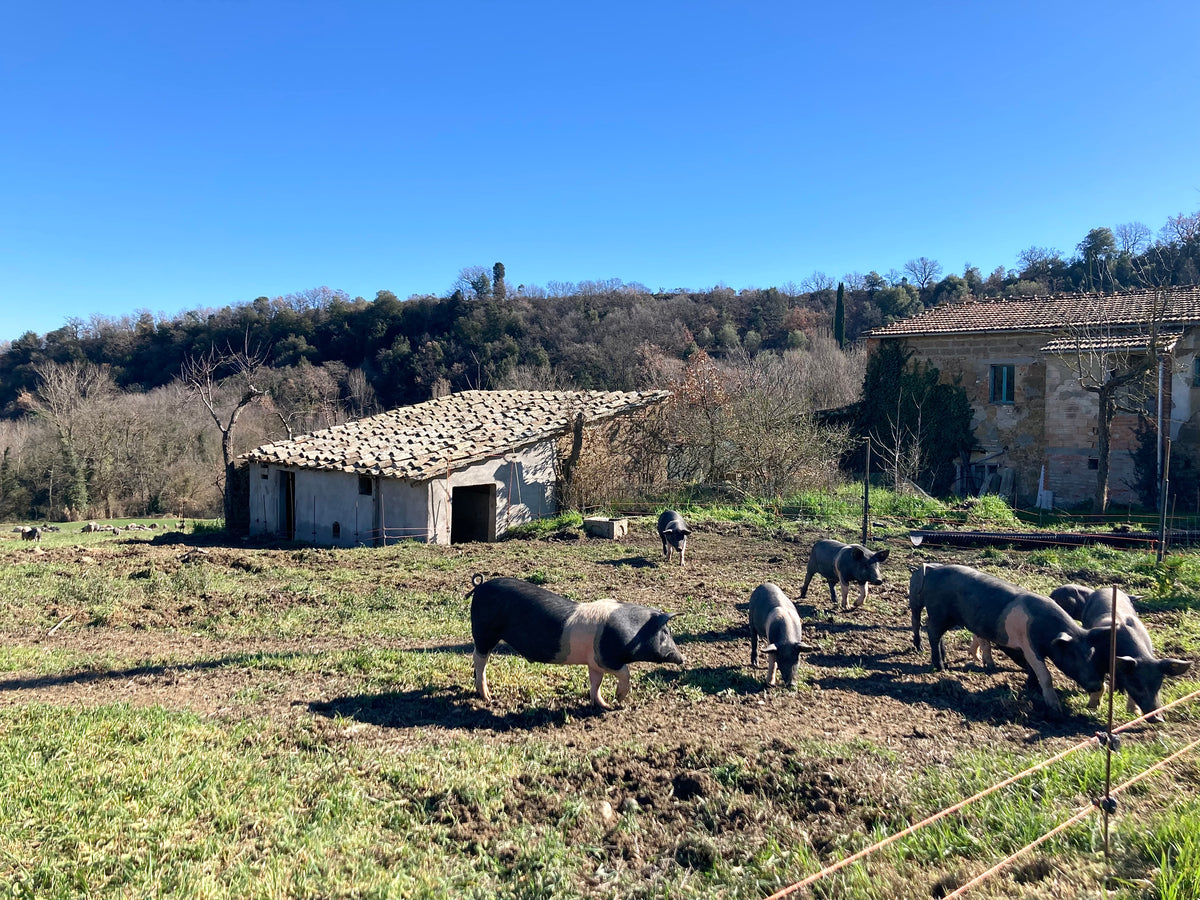 Pancetta from Southern Tuscany — The Ham and Cheese Company