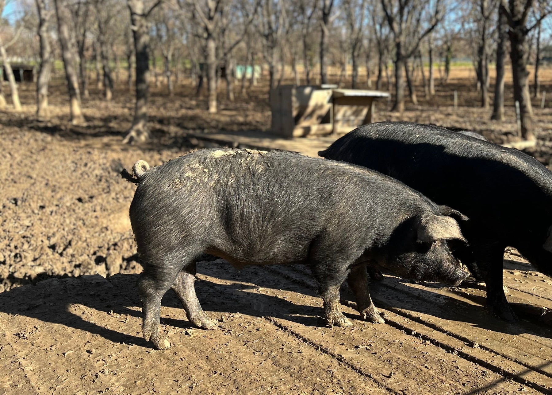 Black Pigs, Abruzzo