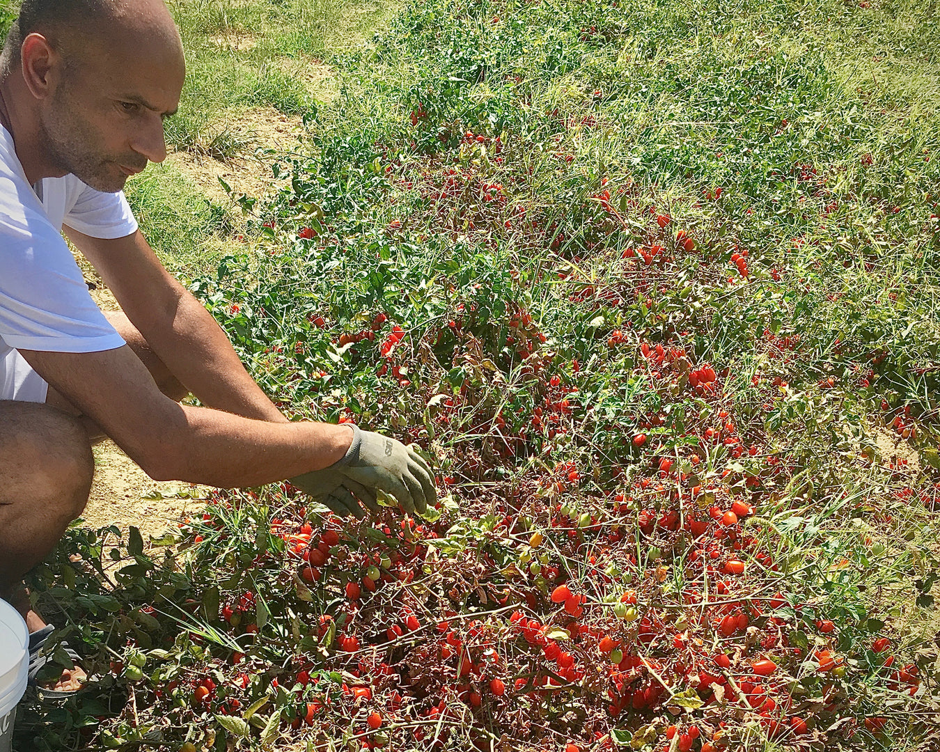 Sabina Pesci & Michele Nardini, Le Marche. Passata