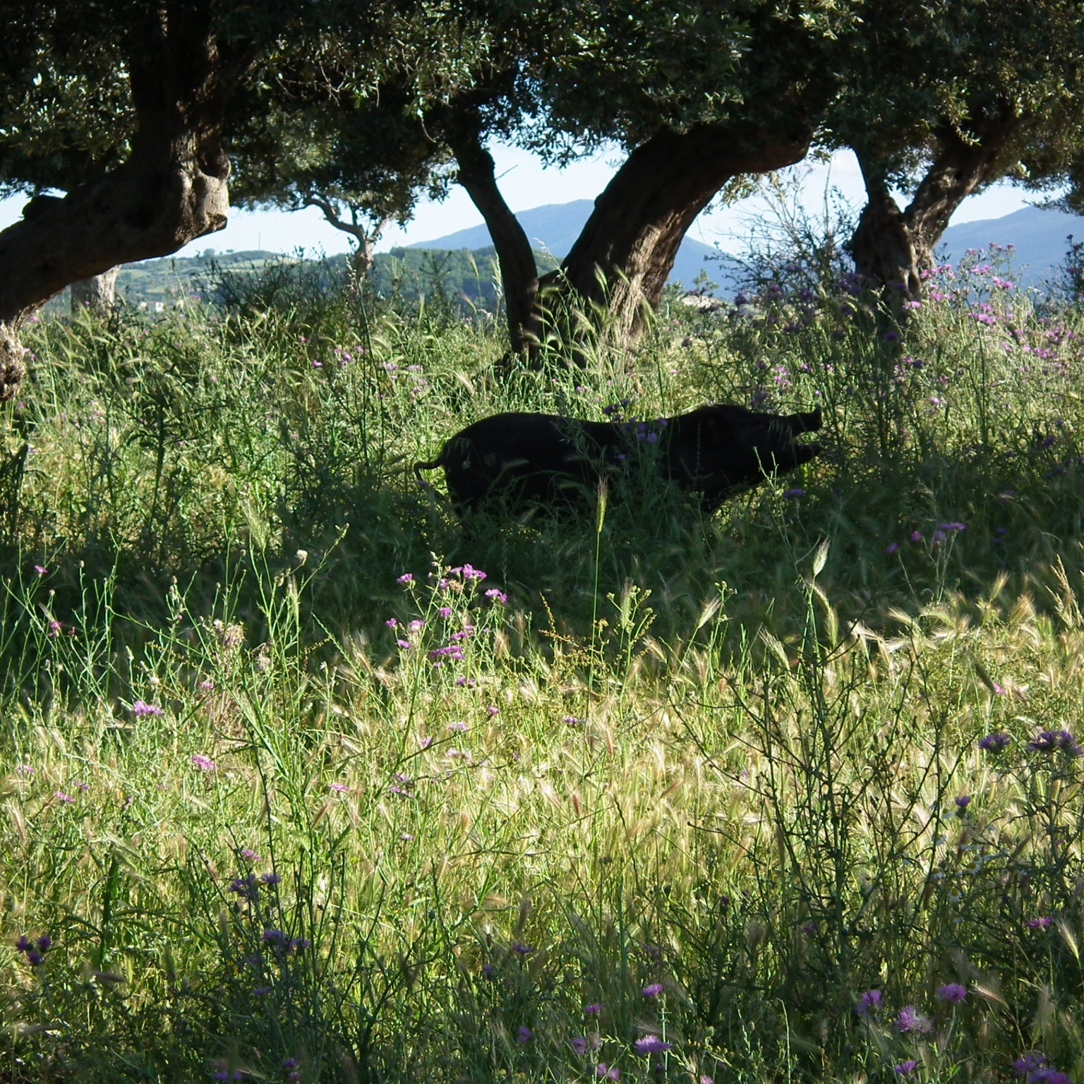 Rare breed black pig living free-range amongst olive trees