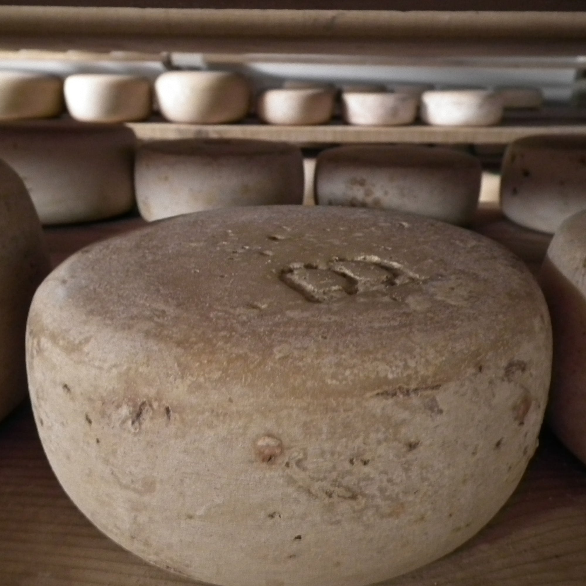 Wheels of artisan cheese carefully laid out to mature