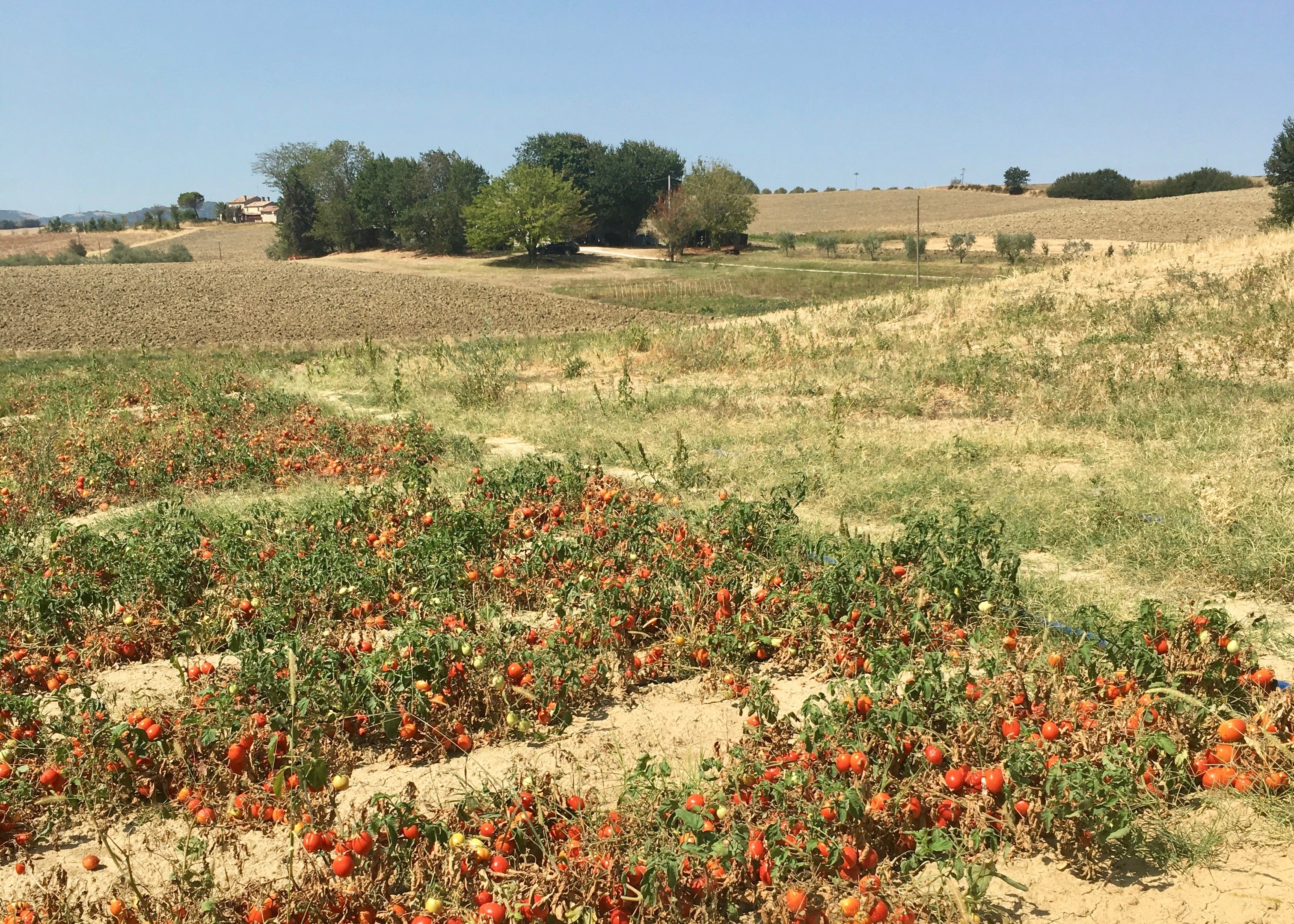 Organic Tomato Passata (700g)